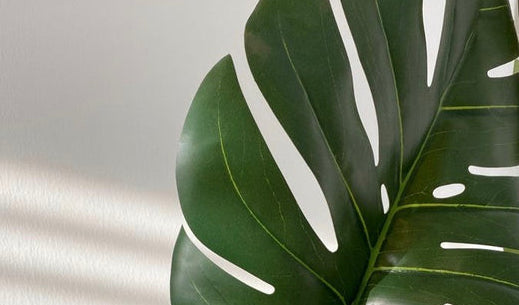 Probiotics & Prebiotics in Skin Care: All You Need to Know